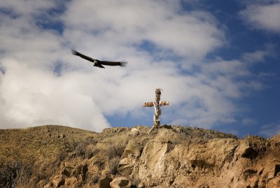 Condor at Cruz Condor, Colca Canyon.
