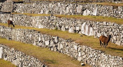 Terraces, llamas at Machu Picchu.