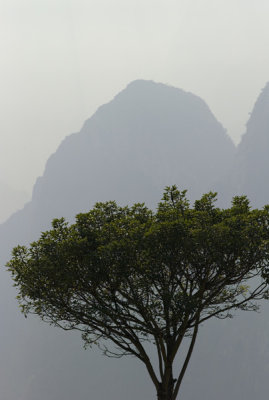Lonely tree in Machu Picchu.