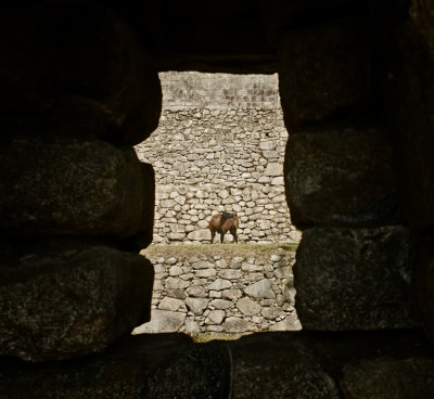 Llama througha window.