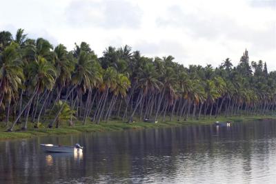 Coconut grove 