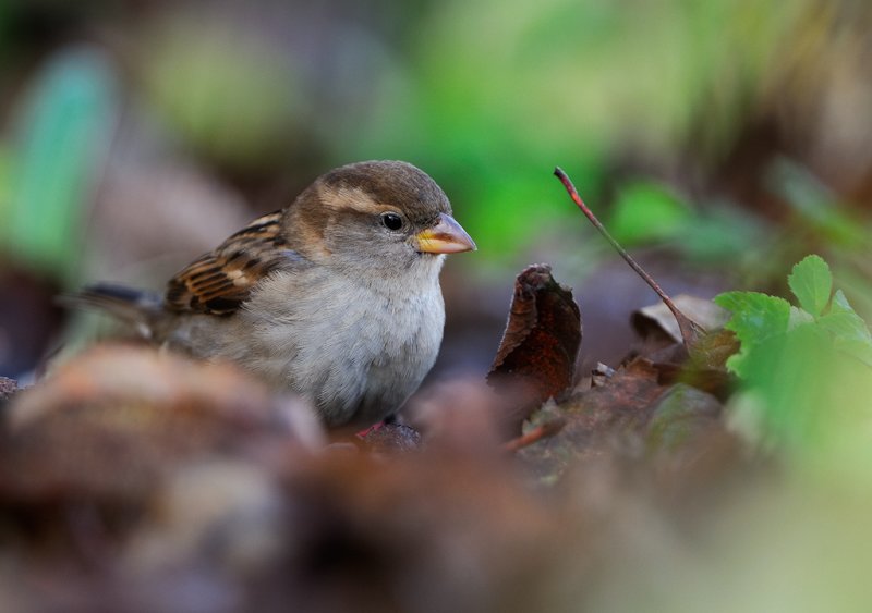 House Sparrow - Grsparv