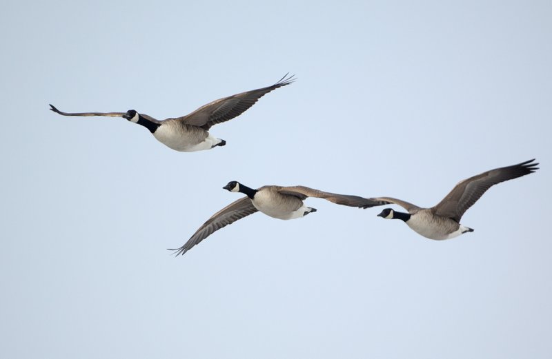 Kanadags - Canada Goose