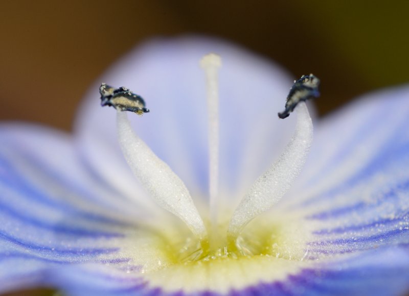 Veronica sp