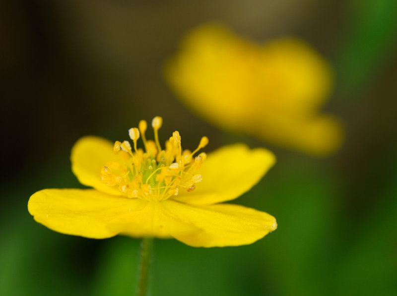 Anemone ranunculoides - Gulsippa