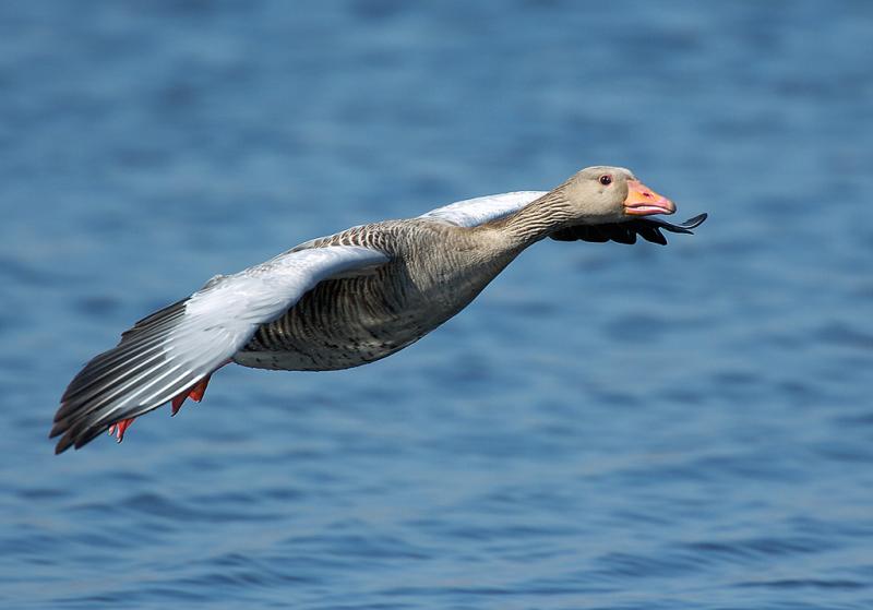 Greylag Goose