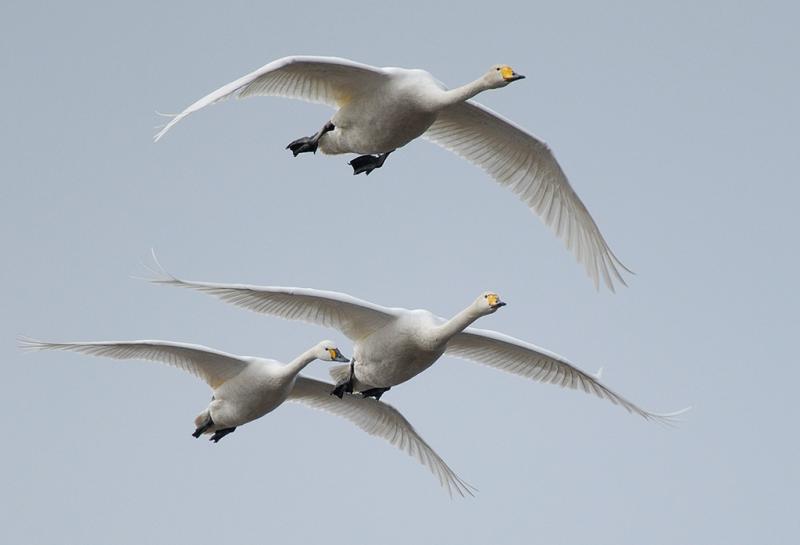 Whooper & Bewicks Swan