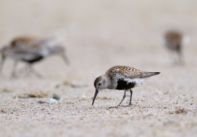 Dunlin (Calidris alpina)
