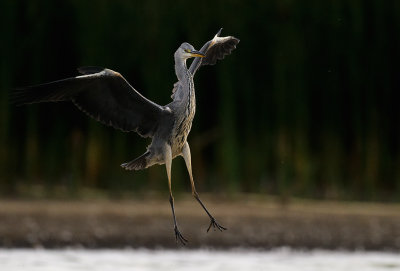Grey Heron
