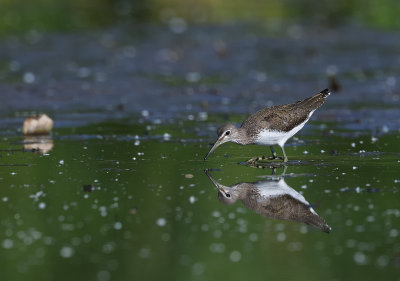 Skogssnppa - Green Sandpiper