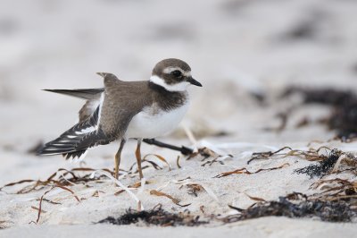 Ringed Plover (Charadrius hiaticula)