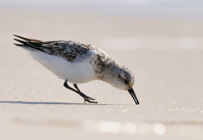 Sanderling