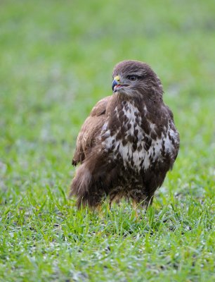 Common Buzzard (Buteo buteo)