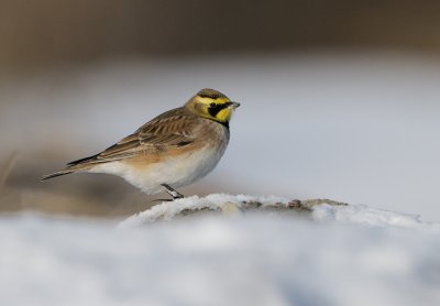 Shore Lark