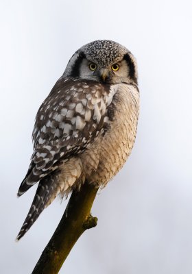 Northern Hawk Owl