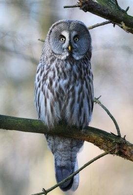 Great Grey Owl - Lappuggla