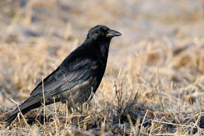 Carrion Crow - Svart krka