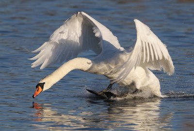 Mute Swan