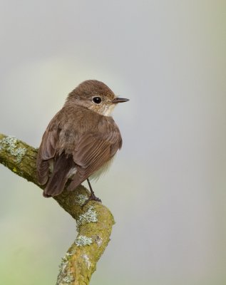 Red-breasted Flycatcher (Ficedula parva)