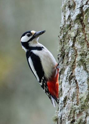 Strre Hackspett - Great Spotted Woodpecker