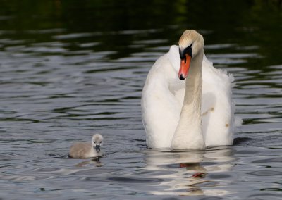 Mute Swan