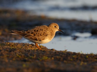 Temminck's Stint (Calidris temminckii)