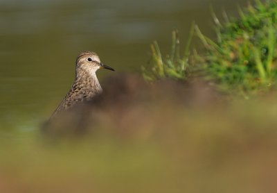 Temminck's Stint (Calidris temminckii)