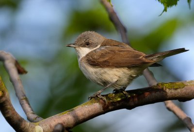 Lesser Whitethroat - rtsngare