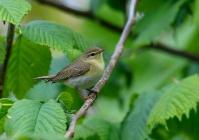 Willow Warbler - Lvsngare