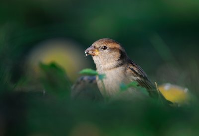 Grsparv - House Sparrow