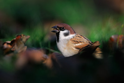 European Tree Sparrow - Pilfink