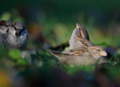 House Sparrow - Grsparv