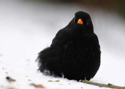 Koltrast - Blackbird