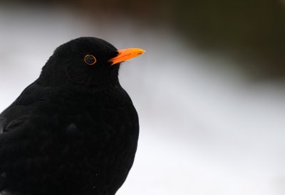 Koltrast - Blackbird