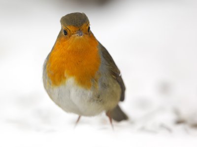 Rdhake - European Robin