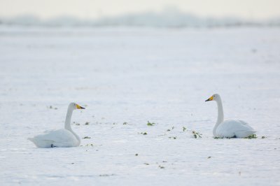 Sngsvan - Whooper Swan