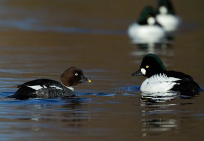 Knipa - Common Goldeneye