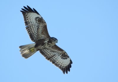 Ormvrk - Common Buzzard