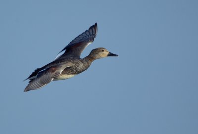 Snatterand - Gadwall