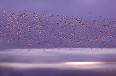 European Starling - Stare