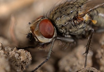 Fluga (Muscidae)