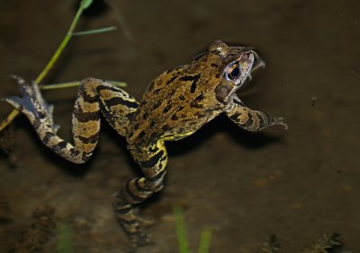 Vanlig groda (Rana temporaria)