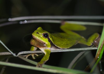 Lvgroda (Hyla arborea)