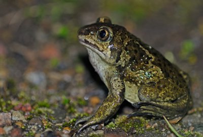 Lökgroda (Pelobates fuscus)