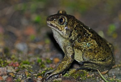 Lkgroda (Pelobates fuscus)