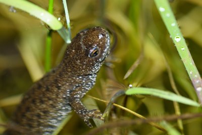 Strre vattensalamander (Triturus cristatus)