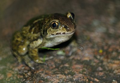 Lkgroda (Pelobates fuscus)