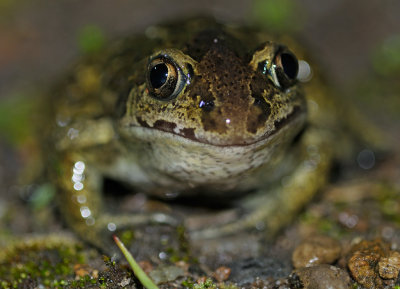 Lkgroda (Pelobates fuscus)