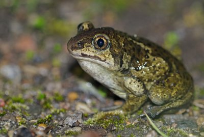 Lkgroda (Pelobates fuscus)