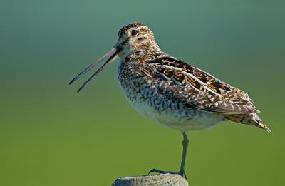 Common Snipe